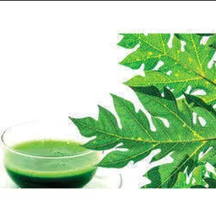 Papaya Leaves, Papaya Leaves Juice, benfits of Papaya Leaves