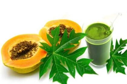 Papaya Leaves, Papaya Leaves Juice, benfits of Papaya Leaves