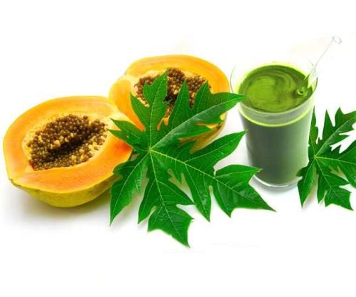 Papaya Leaves, Papaya Leaves Juice, benfits of Papaya Leaves