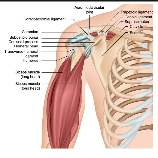 stronger shoulders