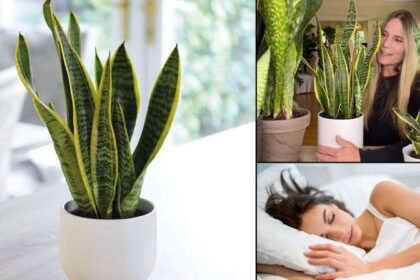 Benefits Of Snake Plants, Snake Plants, Home Decor, Plant For Home