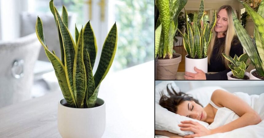 Benefits Of Snake Plants, Snake Plants, Home Decor, Plant For Home