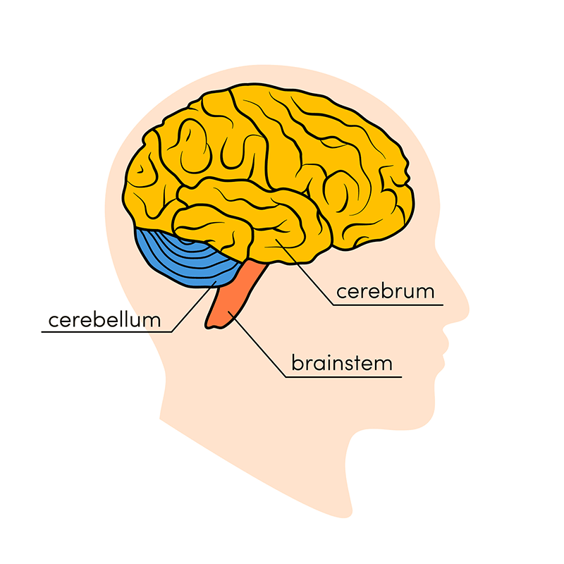 Brain