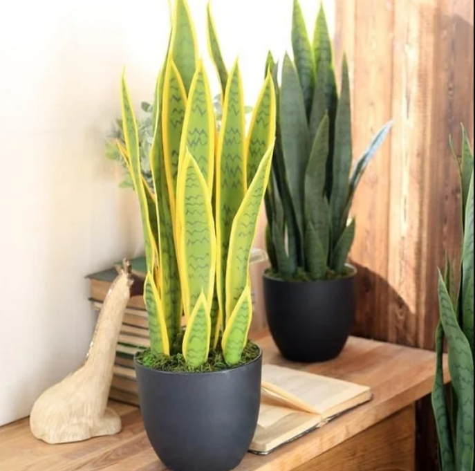 Benefits Of Snake Plants, Snake Plants, Home Decor, Plant For Home