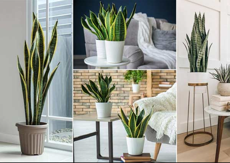 Benefits Of Snake Plants, Snake Plants, Home Decor, Plant For Home