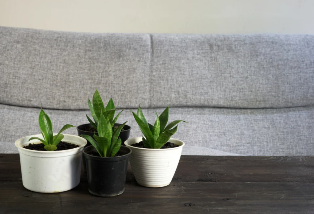 Benefits Of Snake Plants, Snake Plants, Home Decor, Plant For Home