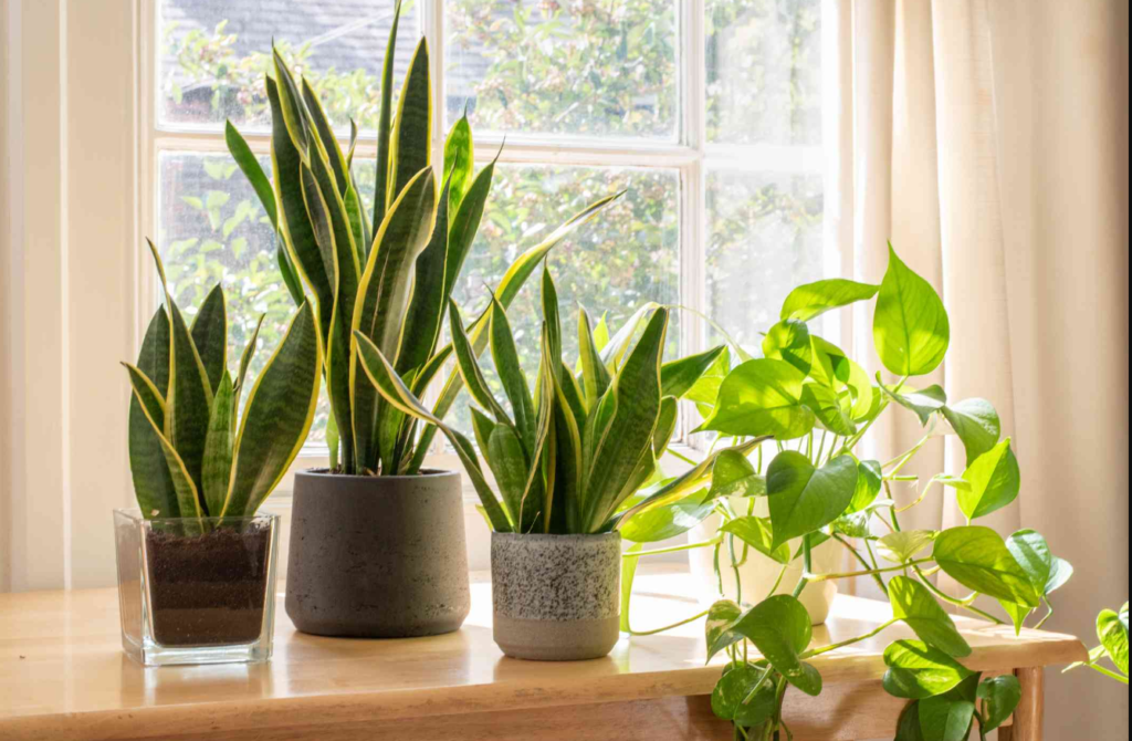 Benefits Of Snake Plants, Snake Plants, Home Decor, Plant For Home