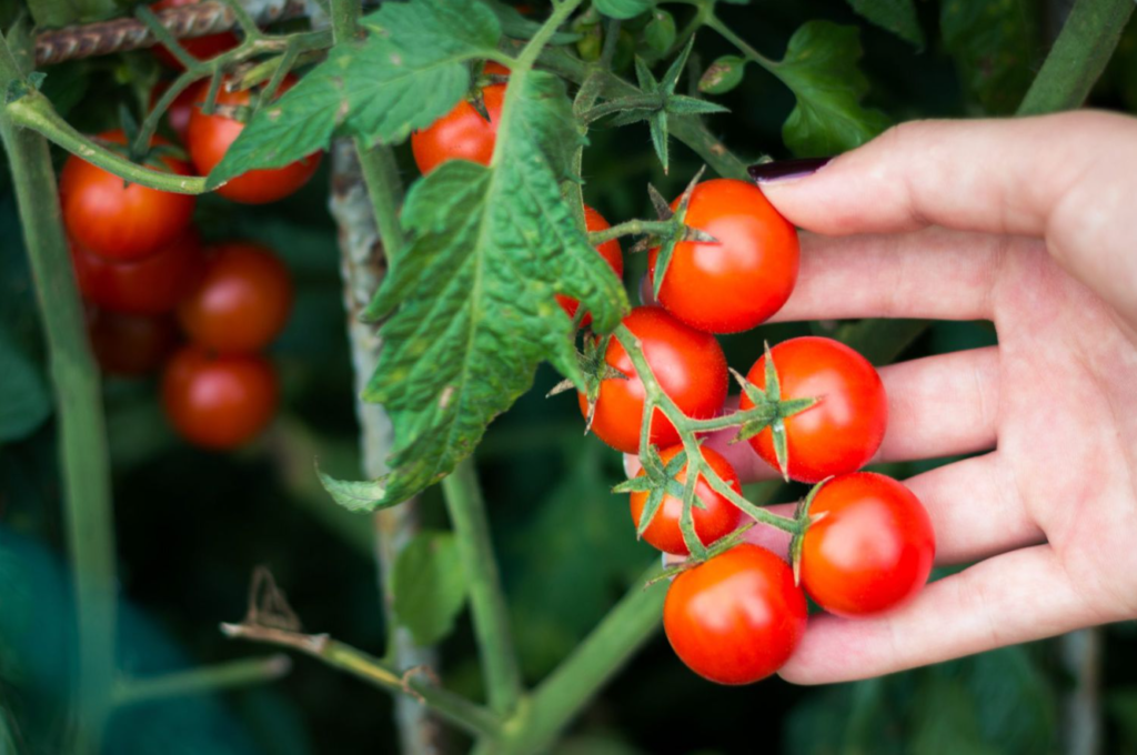 Impact of cooking on nutritional value