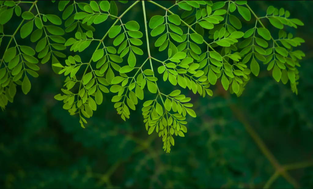 Moringa Leaves, Boiled Moringa Leaves, Health