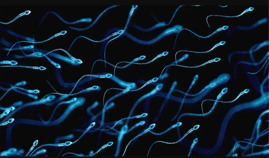 Sperm