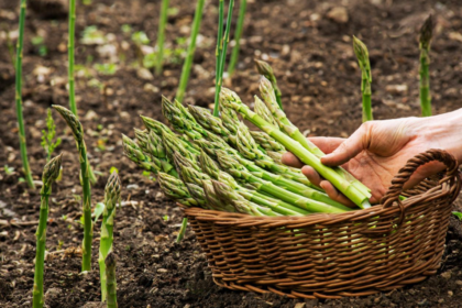 Asparagus plant