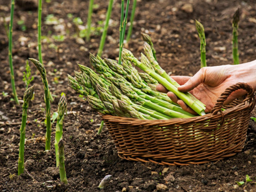 Asparagus plant