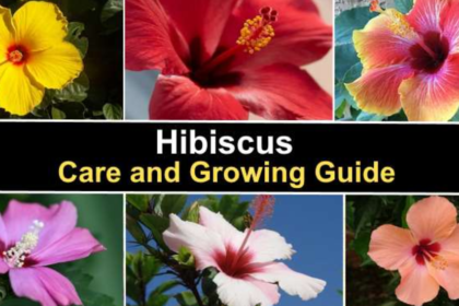 Hibiscus Plants, Hibiscus Flower, Gardening