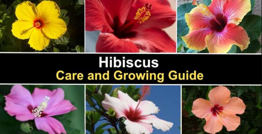 Hibiscus Plants, Hibiscus Flower, Gardening