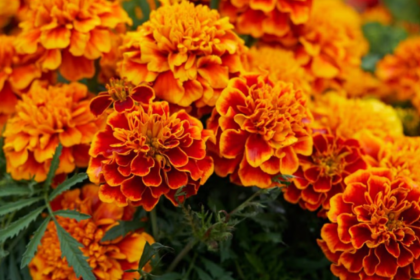 Health Benefits Of Marigolds, Marigolds