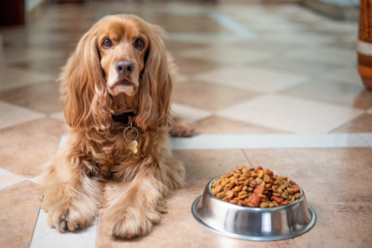 Nutrient-Rich Delights, Foods for Pets, health