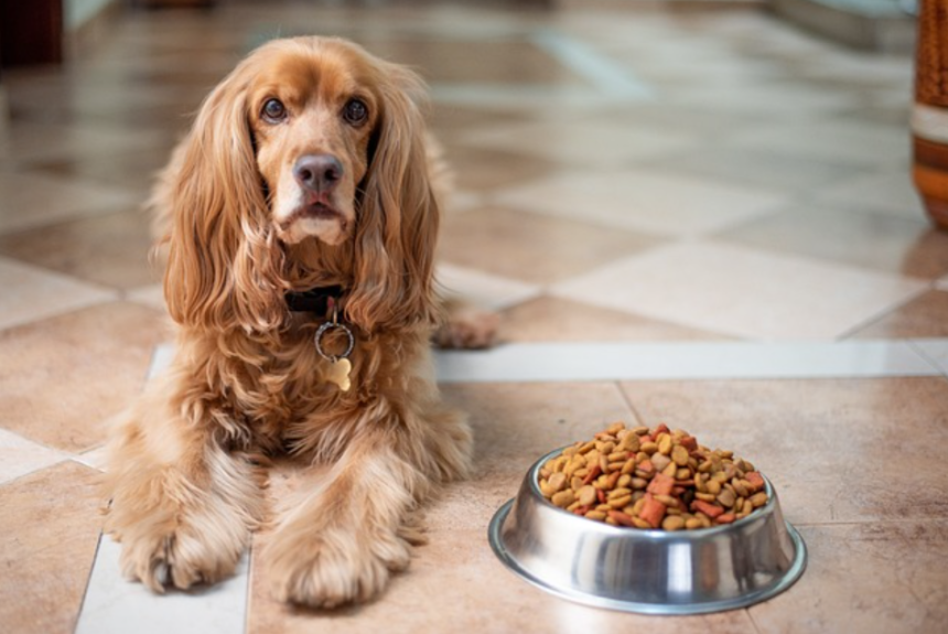 Nutrient-Rich Delights, Foods for Pets, health