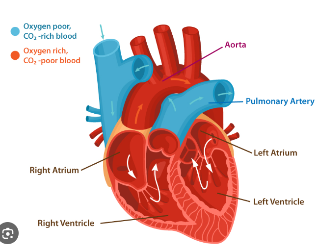 Congenital Heart Disease