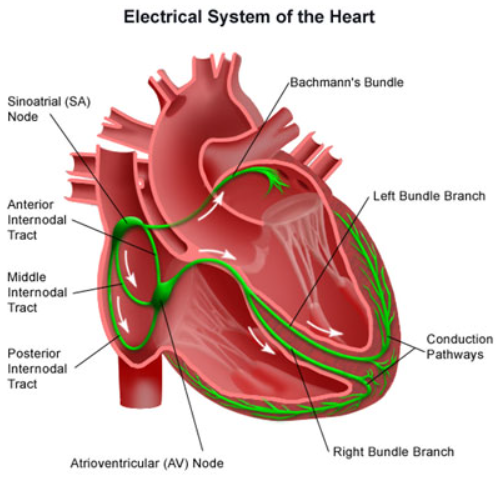 Heart Arrhythmias