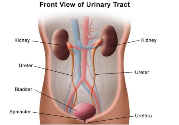 Kidney Reflux