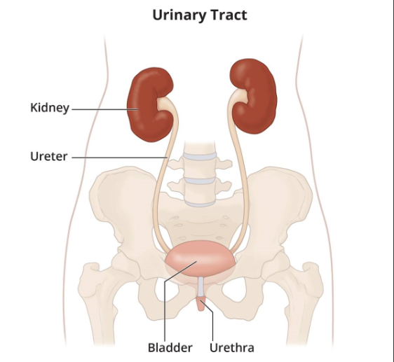 kidney disease