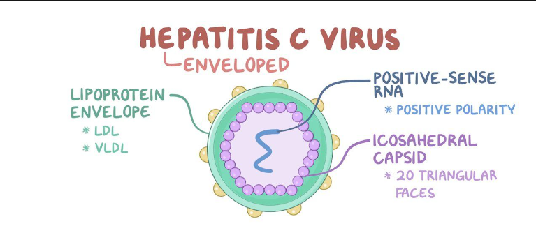 Hepatitis c