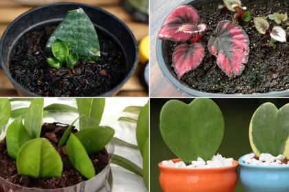 Houseplants That Thrive From Leaf