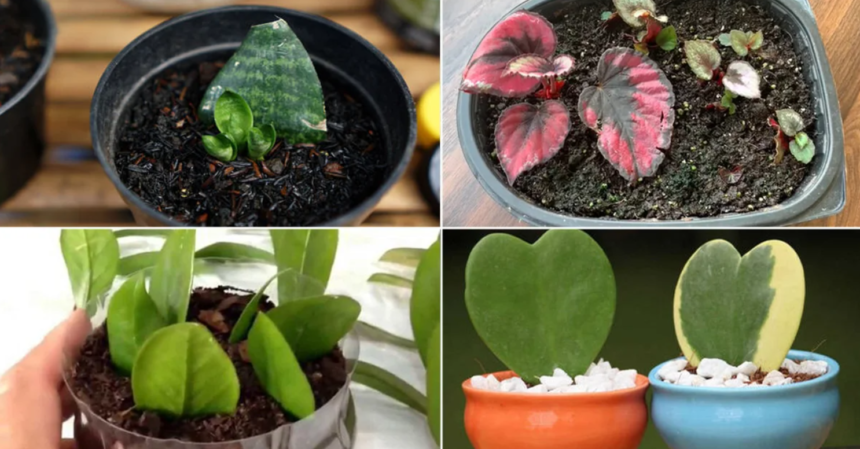 Houseplants That Thrive From Leaf