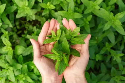 Tulsi Plant