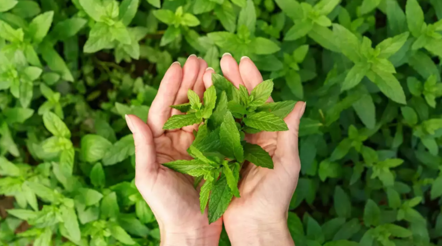 Tulsi Plant