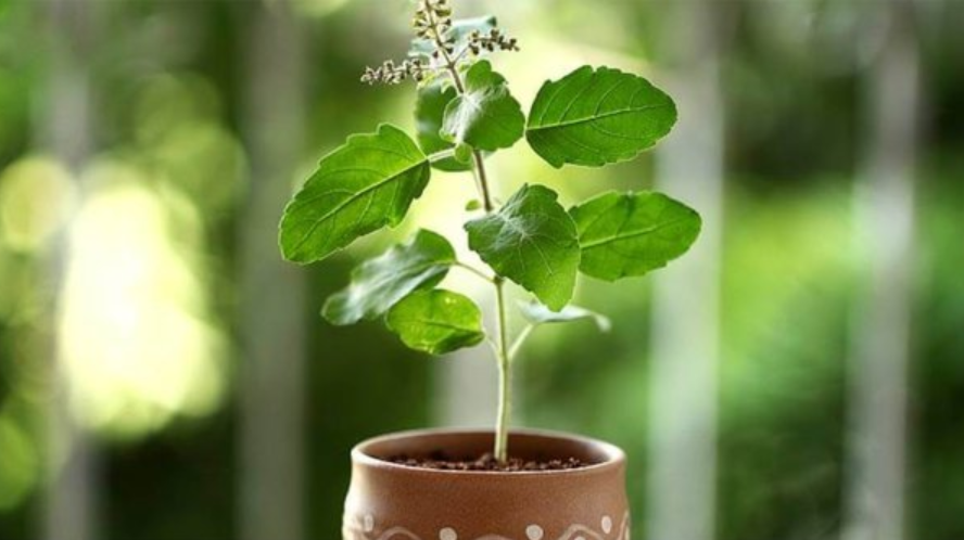 Tulsi Plant