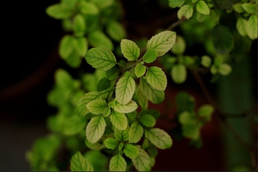 Tulsi Plant