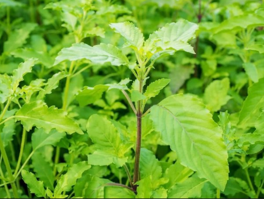 Tulsi Plant