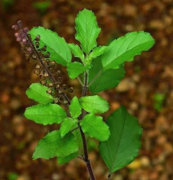 Tulsi Plant