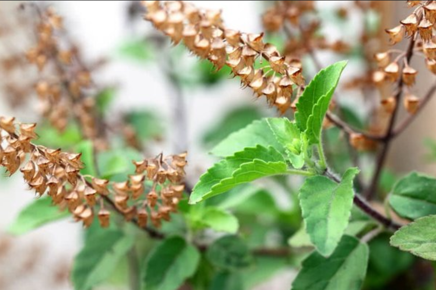 Tulsi Plant