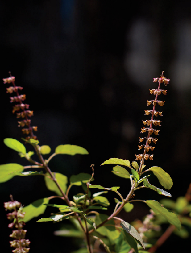 Tulsi Plant