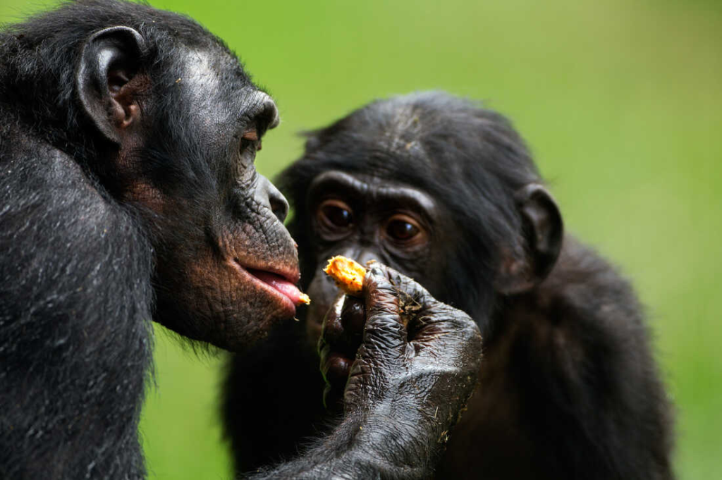 bonobo,
bonobo monkey,
bonobo vs chimp,
bonobo meaning,
family reunion,
heartfelt