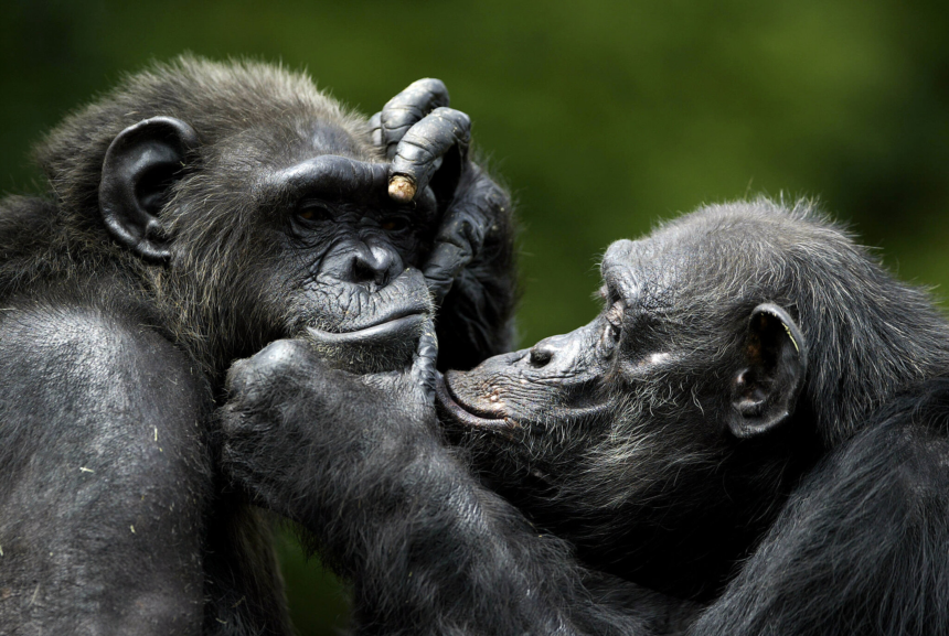 bonobo, bonobo monkey, bonobo vs chimp, bonobo meaning, family reunion, heartfelt