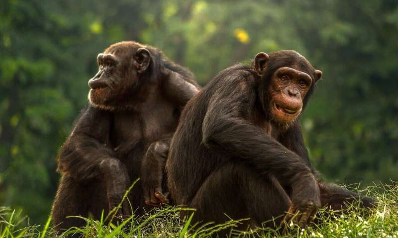 bonobo,
bonobo monkey,
bonobo vs chimp,
bonobo meaning,
family reunion,
heartfelt