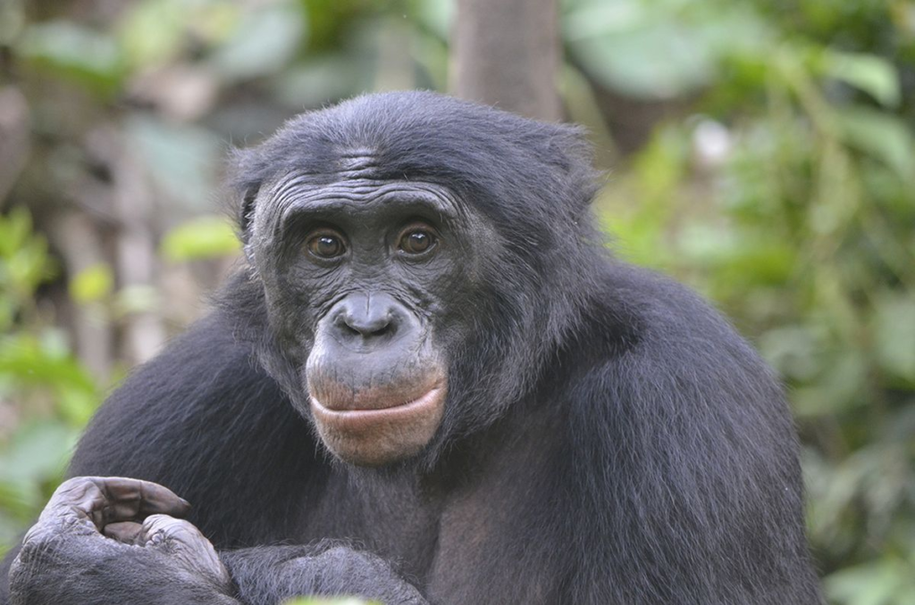 bonobo,
bonobo monkey,
bonobo vs chimp,
bonobo meaning,
family reunion,
heartfelt