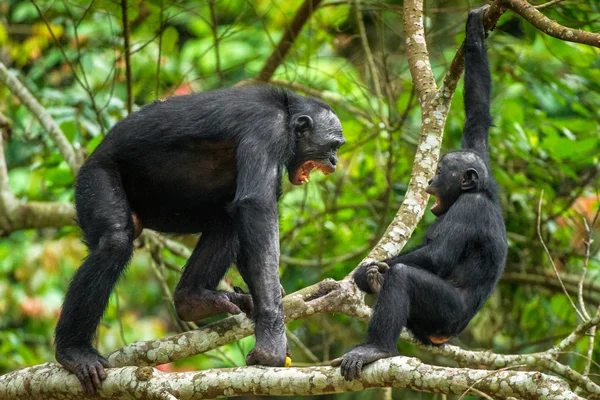 bonobo,
bonobo monkey,
bonobo vs chimp,
bonobo meaning,
family reunion,
heartfelt