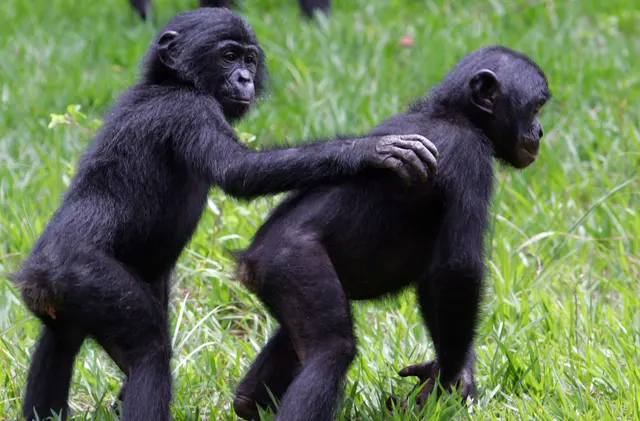 bonobo,
bonobo monkey,
bonobo vs chimp,
bonobo meaning,
family reunion,
heartfelt