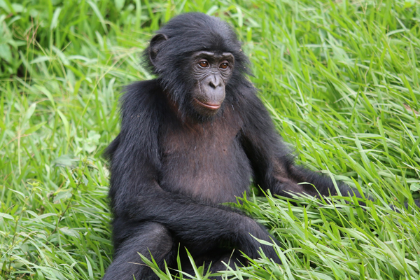 bonobo,
bonobo monkey,
bonobo vs chimp,
bonobo meaning,
family reunion,
heartfelt