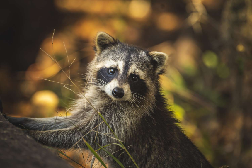 feeding raccoons, raccoons, what do raccoons eat, are raccoons dangerous, are raccoons rodents,