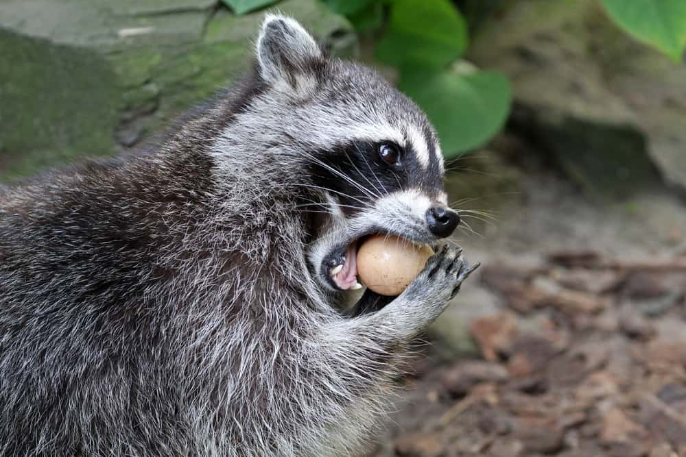 feeding raccoons,
raccoons,
what do raccoons eat,
are raccoons dangerous,
are raccoons rodents,