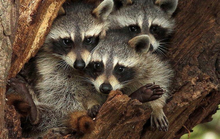 feeding raccoons,
raccoons,
what do raccoons eat,
are raccoons dangerous,
are raccoons rodents,