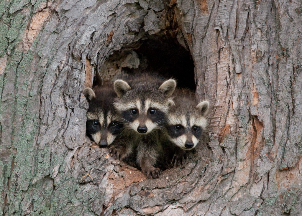 feeding raccoons,
raccoons,
what do raccoons eat,
are raccoons dangerous,
are raccoons rodents,