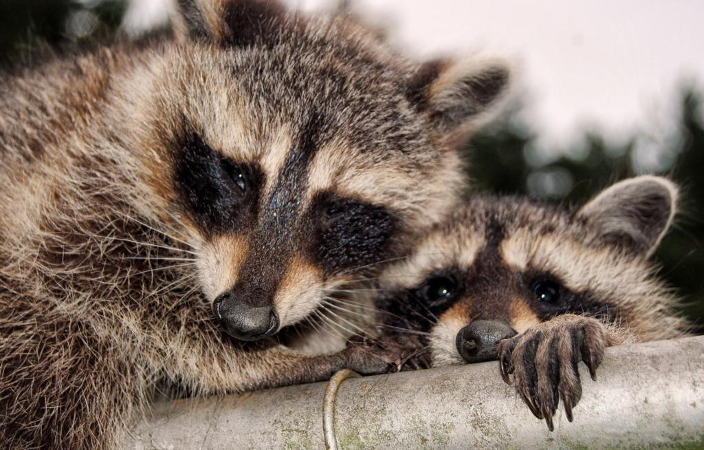 feeding raccoons,
raccoons,
what do raccoons eat,
are raccoons dangerous,
are raccoons rodents,