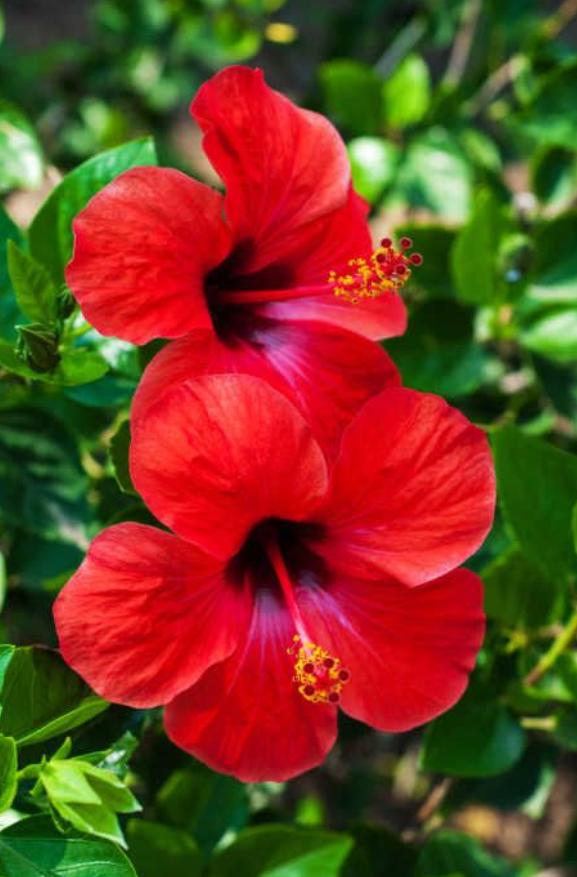 Hibiscus Plants, Hibiscus Flowers, Health