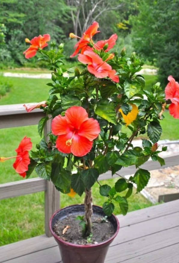 Hibiscus Plants, Hibiscus Flower, Gardening